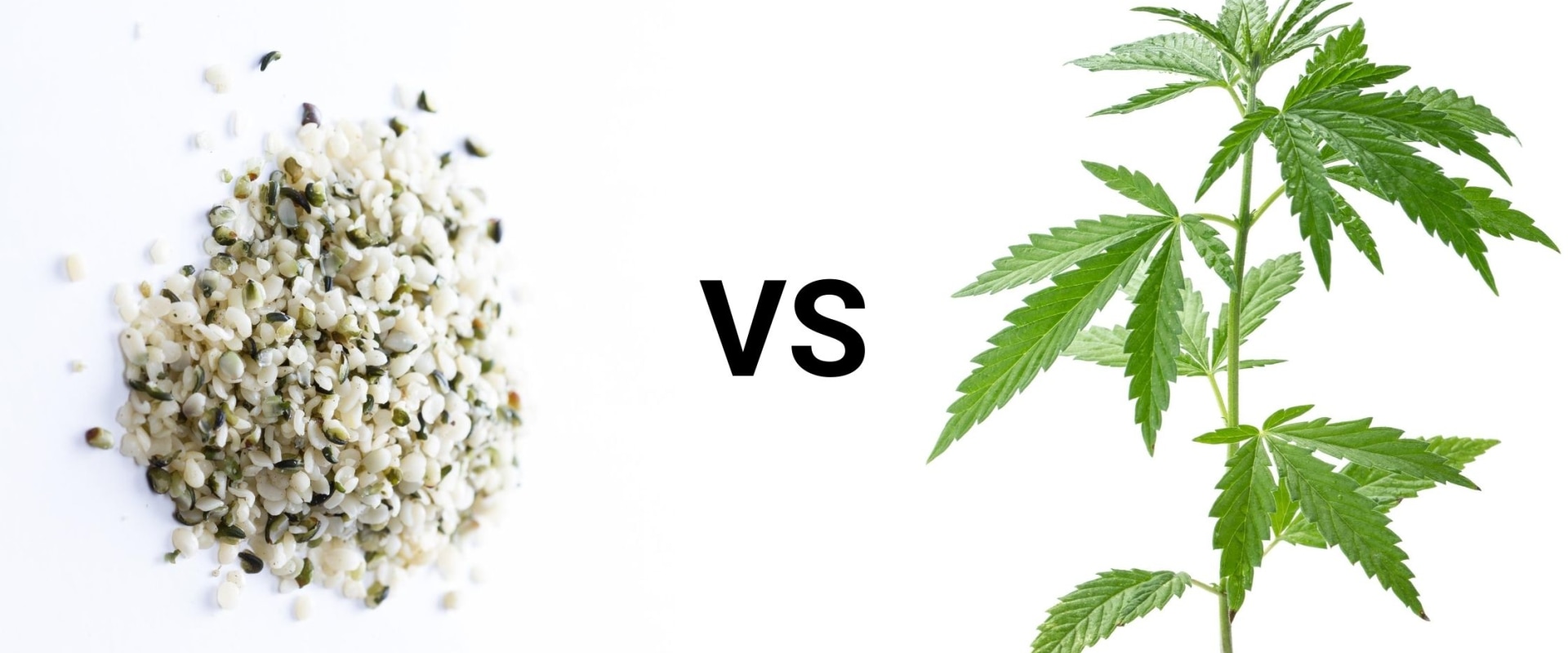 What's the Difference Between Hemp Seed Oil and CBD Oil?